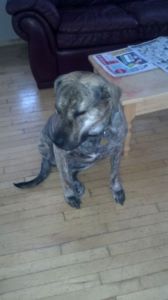 mastiff hunde til salg mastiff hunde til salg
