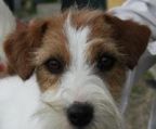jack russell terrier kennel