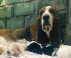 Basset hound hvalpe til salg danmark