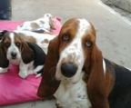 Basset hound hvalpe til salg danmark