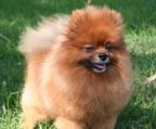 Pomeranian han hund til salg,  bege, hvid og orange nuancer) 