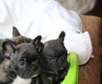 fransk bulldog hvalpe til salg danmark