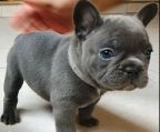 fransk bulldog til salg i Danmark