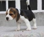 beagle i danmark