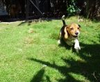 beagle, 6 uger hvalper