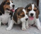 opdrættere beagle  danmark