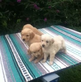 Lovely and cute looking Golden Retriever puppies available. They are 11 weeks old and up to date on all shots and vaccines. Very friendly with people. They will be coming with all papers.