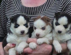 We have got three beautiful Siberian Husky puppies for sale. They have all come from a loving home and have got gorgeous markings. They have come from a house with children and a cat so they a family friendly. The mum and dad can be seen and the grandparents have been hip and eye scored. They come from a great family line and have been vet checked and wormed. They are already using the puppy pads and have a great playful and loving attitude.