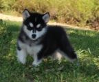 Beautiful Malamute puppies now available, Micro chipped ,first vaccination and health checked worming upto date, Kennel club registration , wolf grey and white ,2 girls and 3 boys , both parents health tested hips/eyes/Pn. certs can be seen , show dog parents here view ,home reared with our children ,great temperaments
<br>