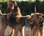 Airedale terrier hvalpe til salg