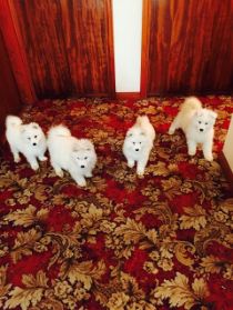  Male and Female Samoyed puppies for adoption