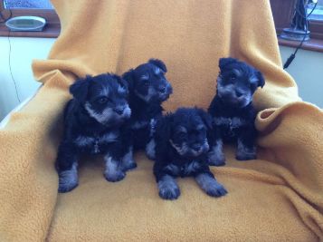 Good looking Male and Female schnauzer puppies for Adoption