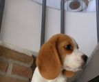 beagle hvalpe til salg