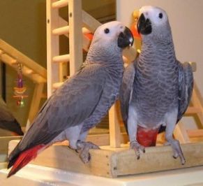 vi giver væk to afrikanske grå papegøjer til vedtagelse