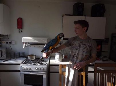 Blå og guld Macaw papegøje med Cage