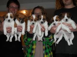 CLEVER Jack Russell Terrier TIL DENNE {}