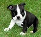 Boston Terrier . dette : <