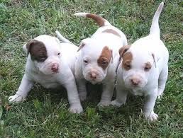 
<br>
<br>Der er 11 uger gamle, ... rene race bull terrier hvalpe bull terrier fødte dem ... ikke
<br>Hvalpene er smukt og sundt ... de ikke mikrochip , ormekur og vaccineret ..
<br>