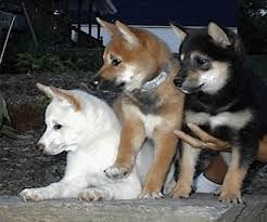 Shiba Inu for denne gave.
<br>
<br>Shiba Inu hvalpe Red Drenge og piger overalt ... Også , har du mulighed for at finansiere den MARCUSlede værdi af hvalpen ... Kom og besøg os ! Besøg vores hjemmeside