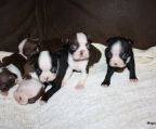 5 boston terrier Hvalpe