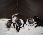 4 boston terrier til salg