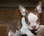 kennel boston terrier Danmark