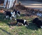 Hvalpe Border collie til salg