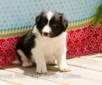 Hvalpe Border collie til salg