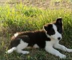 Hvalpe Border collie til salg