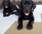 Hvalpe  labrador Retriever til salg