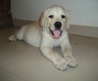 Hvalpe  labrador Retriever til salg