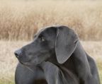 Kennel Weimaraner