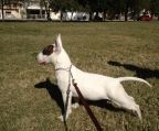 Bull terrier hunde 100% ren race, vil nå en omtrentlig vægt på 30 kg. De er meget lydige, loyale og perfekte hunde til at holde børn og voksne med selskab.