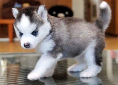 Jeg har den mest fantastiske hund som både er smuk, atletisk, velopdragen, veltrænet, og elsker alt og alle, og den er en Siberian husky, den hedder lilly. På grund af min uddannelse, og mit job kan jeg ikke passe på ham. lilly er 15 uge gammel, og søger et nyt hjem, og han venter kun på den rigtige familie. Han har de smukkeste blå øjne. I er velkommen til at kontakte mig.