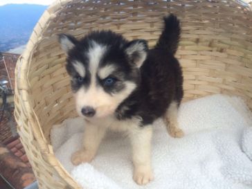 3 hunde siberian husky 