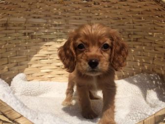 cocker spaniel cub