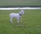 Dogo argentino hvalp salg