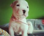 Dogo argentino hvalpe