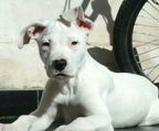 Dogo argentino kennel