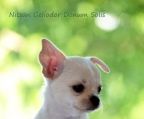 miniature Chihuahua til salg