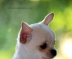 mikro tekop Sassy ~ micro ekstrem tekop Chihuahua rådighed. hun er kun lidt over et pund ved 11 uger gammel og vil ikke vokse meget mere. 
<br>
<br>
<br>