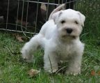 kennel schnauzer