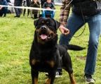 hvalpe Rottweiler til salg