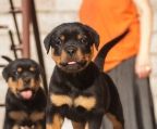 hvalpe Rottweiler til salg