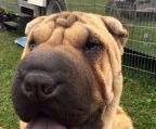 hvalpe Shar Pei til salg