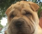 hvalpe Shar Pei til salg