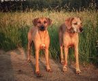 rhodesian ridgeback 1 hun og 2 mandlige hvalpe