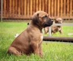 rhodesian ridgeback hunde til salg