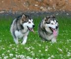 hvalpe Alaskan Malamute til salg