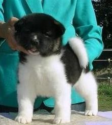 Cute Akita hvalpe til rådighed nu